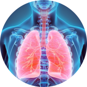 Image of a person, where it looks like an x ray highlighting the lungs in red, to signify our respiratory disease models.