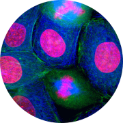 Cancer cells used for oncology in vivo pharmacology studies and oncology in vitro assays.