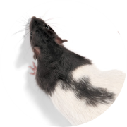 Dorsal view of ZDF rat used in our Cardiovascular/Metabolic Disease in vivo pharmacology studies.